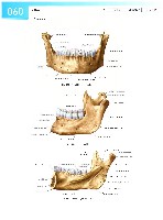 Sobotta Atlas of Human Anatomy  Head,Neck,Upper Limb Volume1 2006, page 67